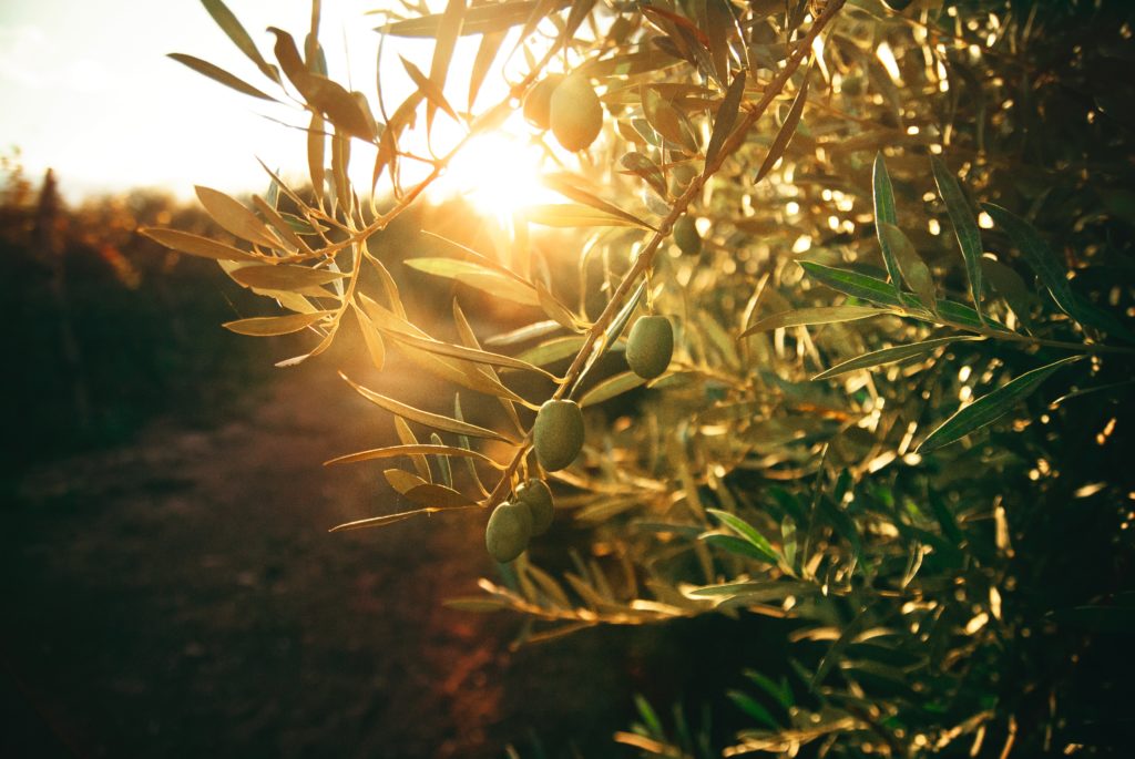 Интересное и полезно об оливках и маслинах (на самом деле это одно и тоже)